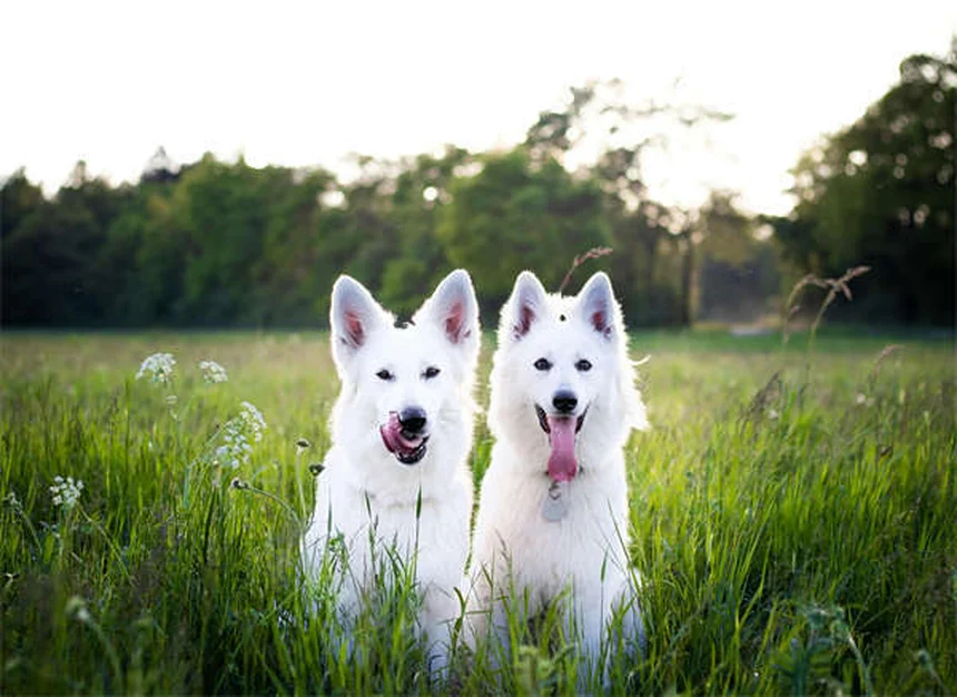 犬のがんで自分を責めないで｜早期発見の4つのカギと今日からできること