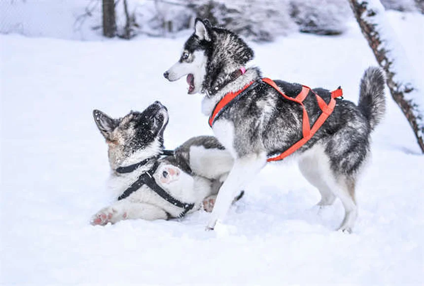 犬の体重減少の原因と対策、早期発見がカギ