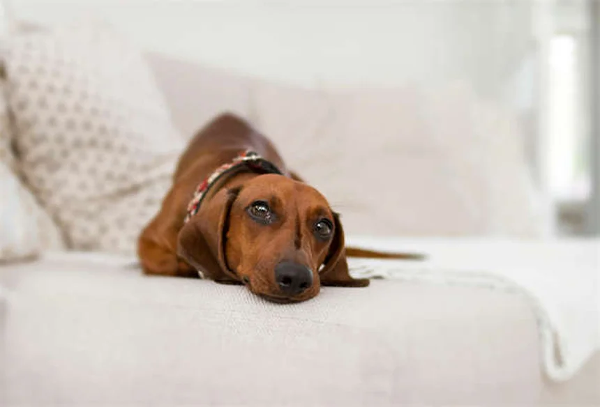 犬のマッサージ効果と方法を徹底解説！自宅でできる簡単ケア術