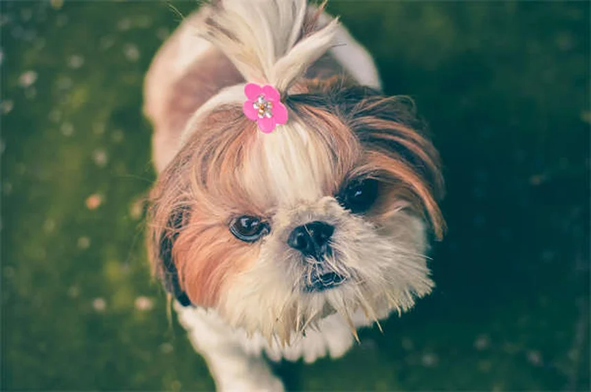 犬の耳掃除、間違えると危険！正しいやり方と頻度を獣医が解説