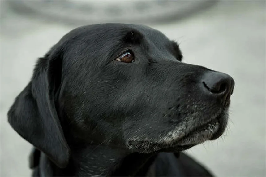 新生子犬の12の驚きの事実｜知っておきたい成長と健康のポイント