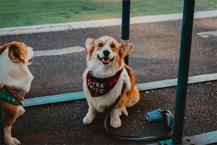 犬のシェイピングって？たった3ステップで難しいことも教えられる方法