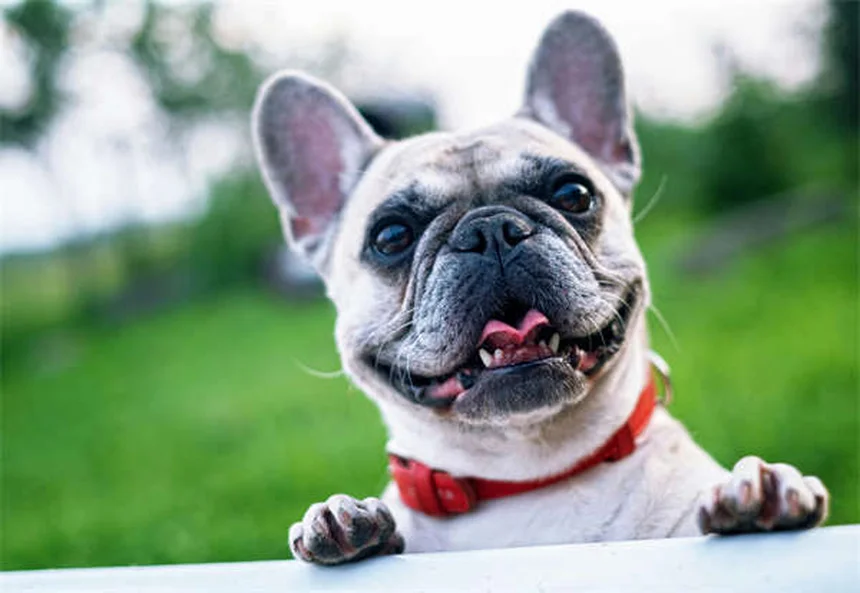 今すぐ始められる！犬のトレーナーになる10のコツ