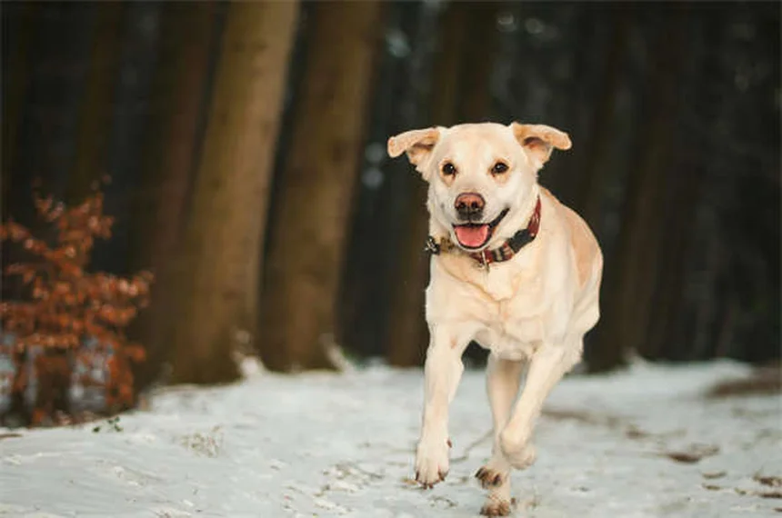 今すぐ始められる！犬のトレーナーになる10のコツ