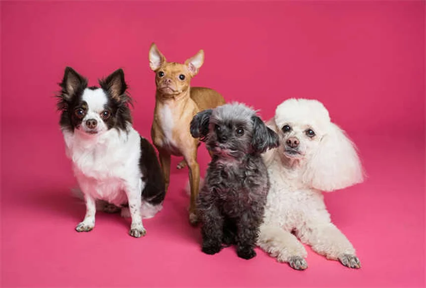 犬がサイレンに遠吠えする理由と知っておきたい対処法