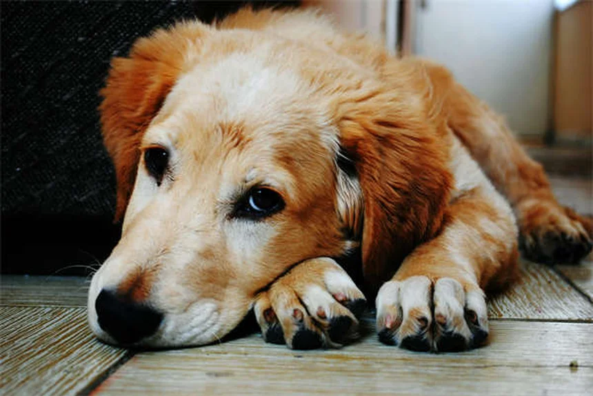 保護犬・保護猫の里親になる前に考えたい3つのこと