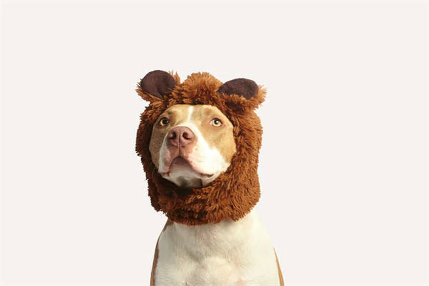 保護犬・保護猫の里親になる前に考えたい3つのこと