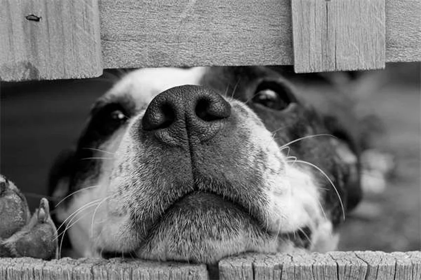 保護犬・保護猫の里親になる前に考えたい3つのこと