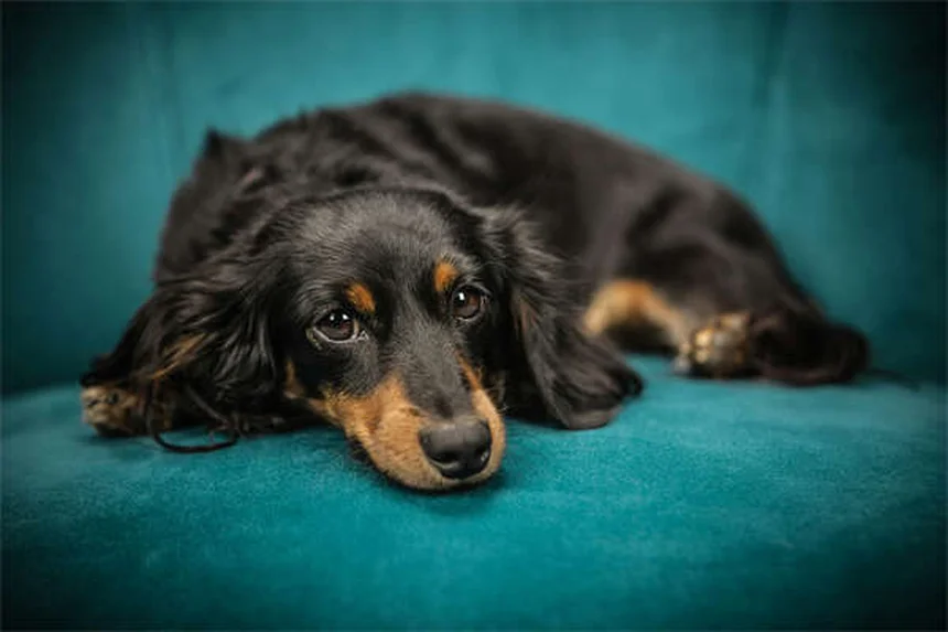 子犬と子猫の正しい抱き方 獣医師が教える安全な方法とNG例