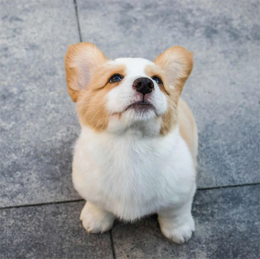 犬の花粉アレルギー：症状から治療まで徹底ガイド