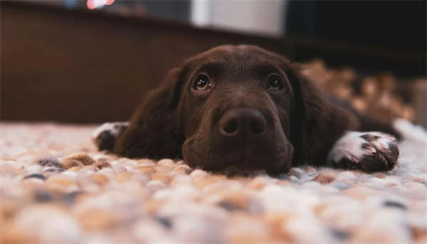 猫好きさん必見！猫みたいな犬種トップ3