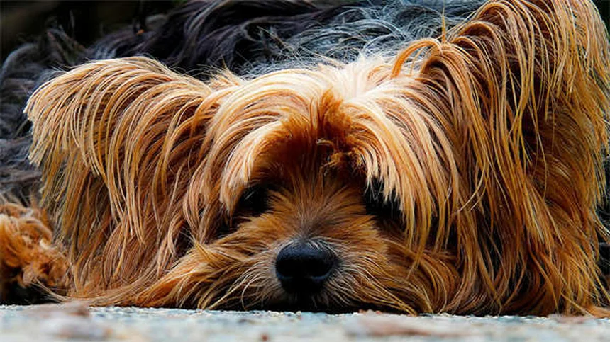 犬の雪鼻とは？冬に鼻の色が変わる理由と飼い主が知っておくべきこと