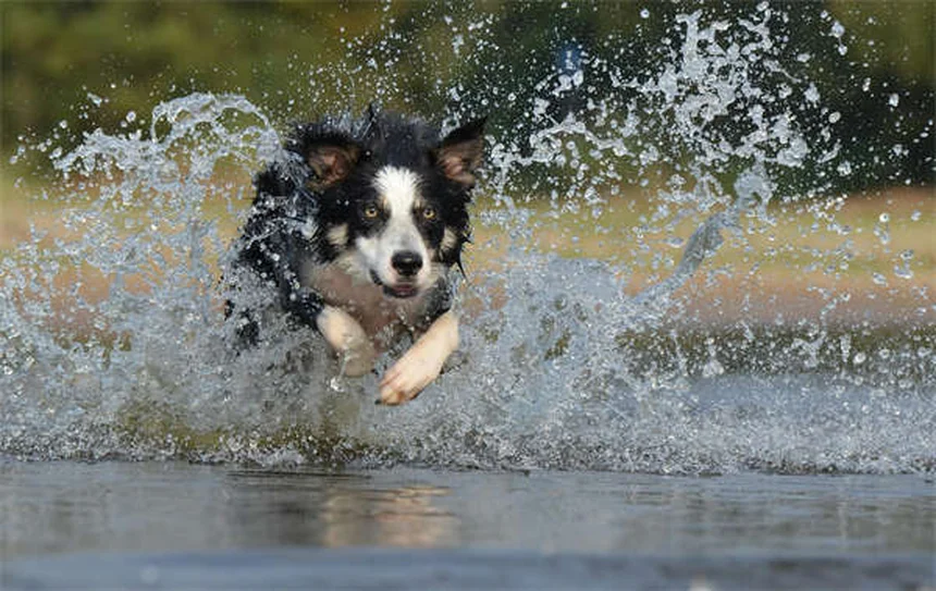 犬の雪鼻とは？冬に鼻の色が変わる理由と飼い主が知っておくべきこと
