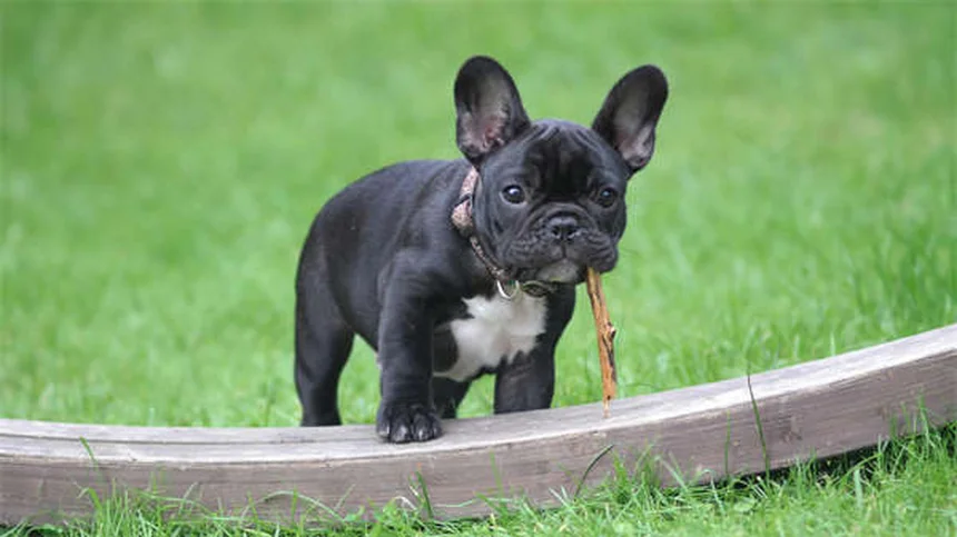犬のパンティング：正常と異常を見分ける3つのポイント