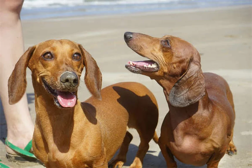 愛犬が家族の一員かわかる10のサイン