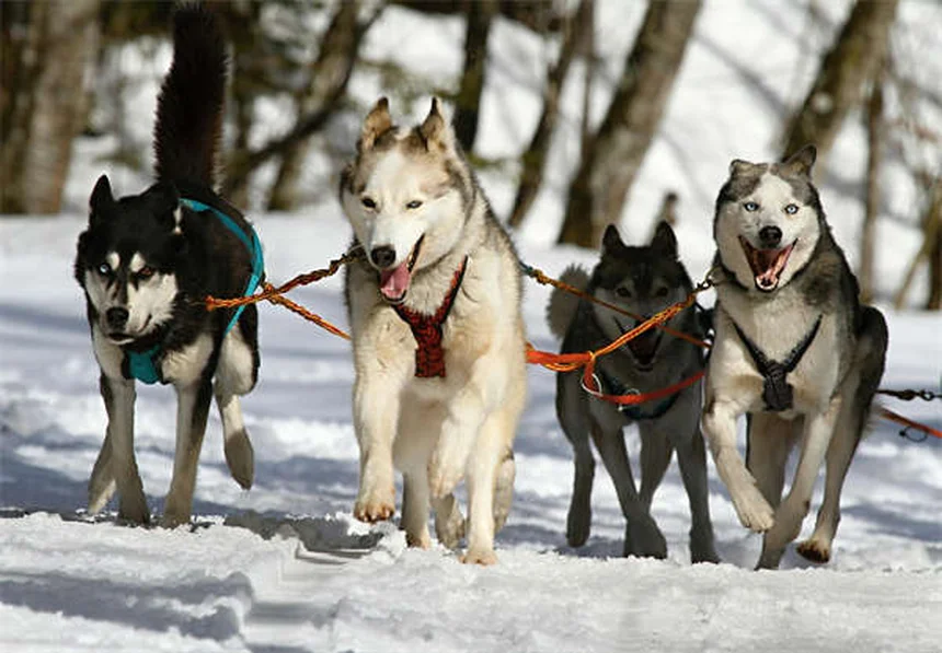ドゥードゥル犬の真実：知っておくべき5つのポイント