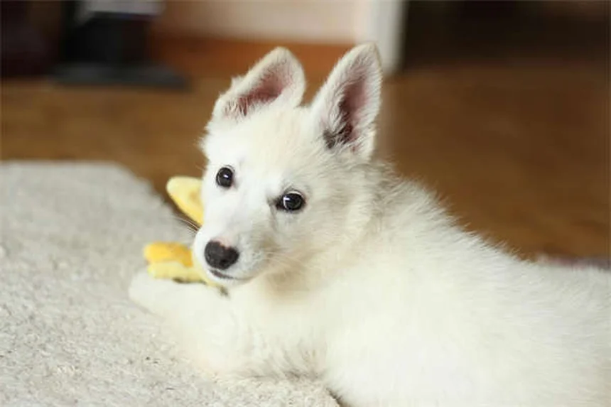 糖尿病の犬の寿命と末期症状、正しいケアの全て