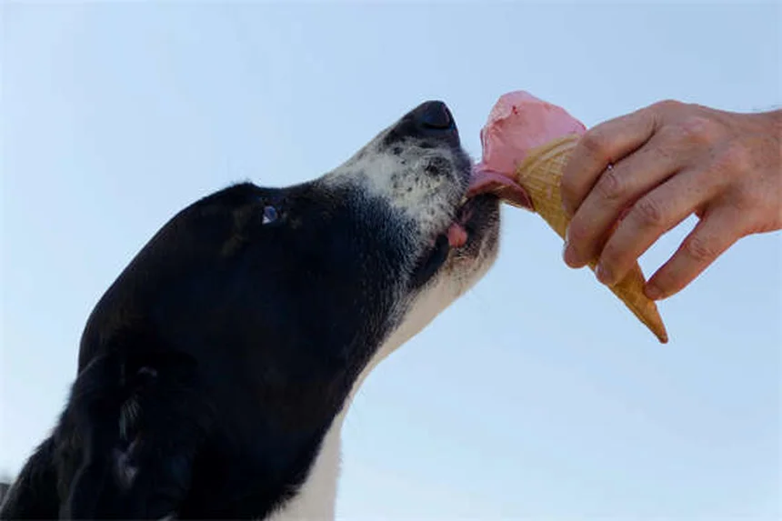 犬のフィラリア症治療のポイント：アメリカフィラリア協会の見解と予防薬選びの注意点
