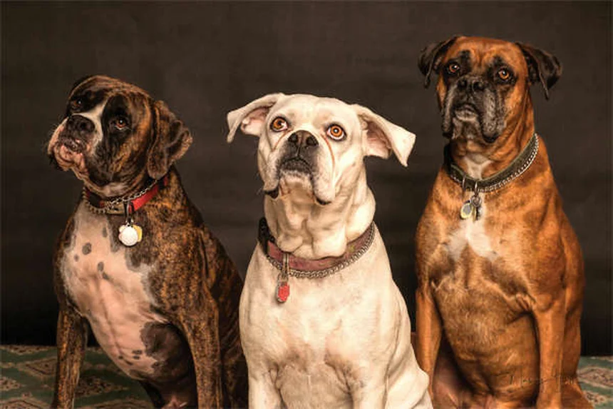 犬のウェルネスプラン選び方のコツ！コスパを徹底比較