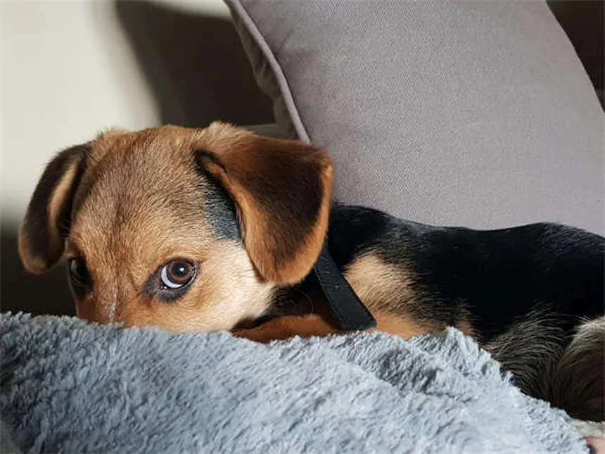 犬のウェルネスプラン選び方のコツ！コスパを徹底比較