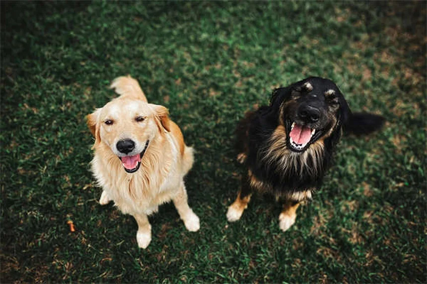 犬猫の尿道けいれんにタムスロシンが効く理由とは？副作用と安全な使い方