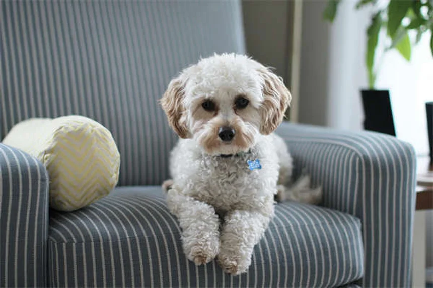 犬は夢を見る？ 研究が明かす眠りと夢の内容
