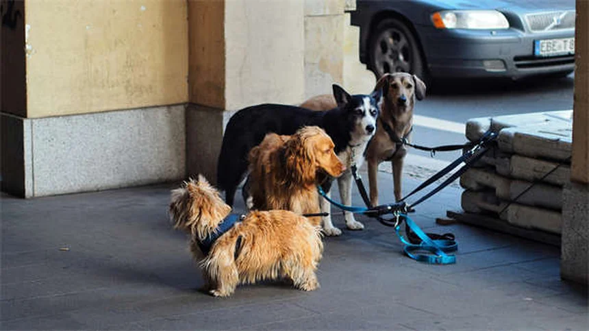 子犬保険は本当に必要？初心者にもわかる賢い選び方と費用のすべて